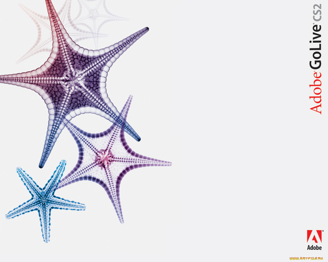 adobe, golife, 